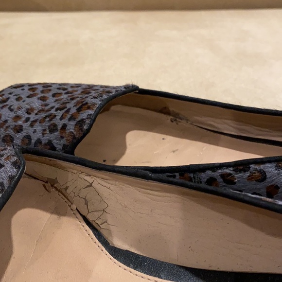 Grey Leopard - Picture 7 of 8